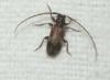Exocentrus adspersus